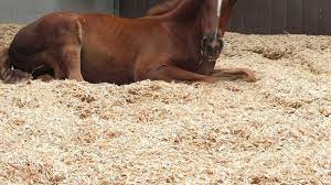 horse 4